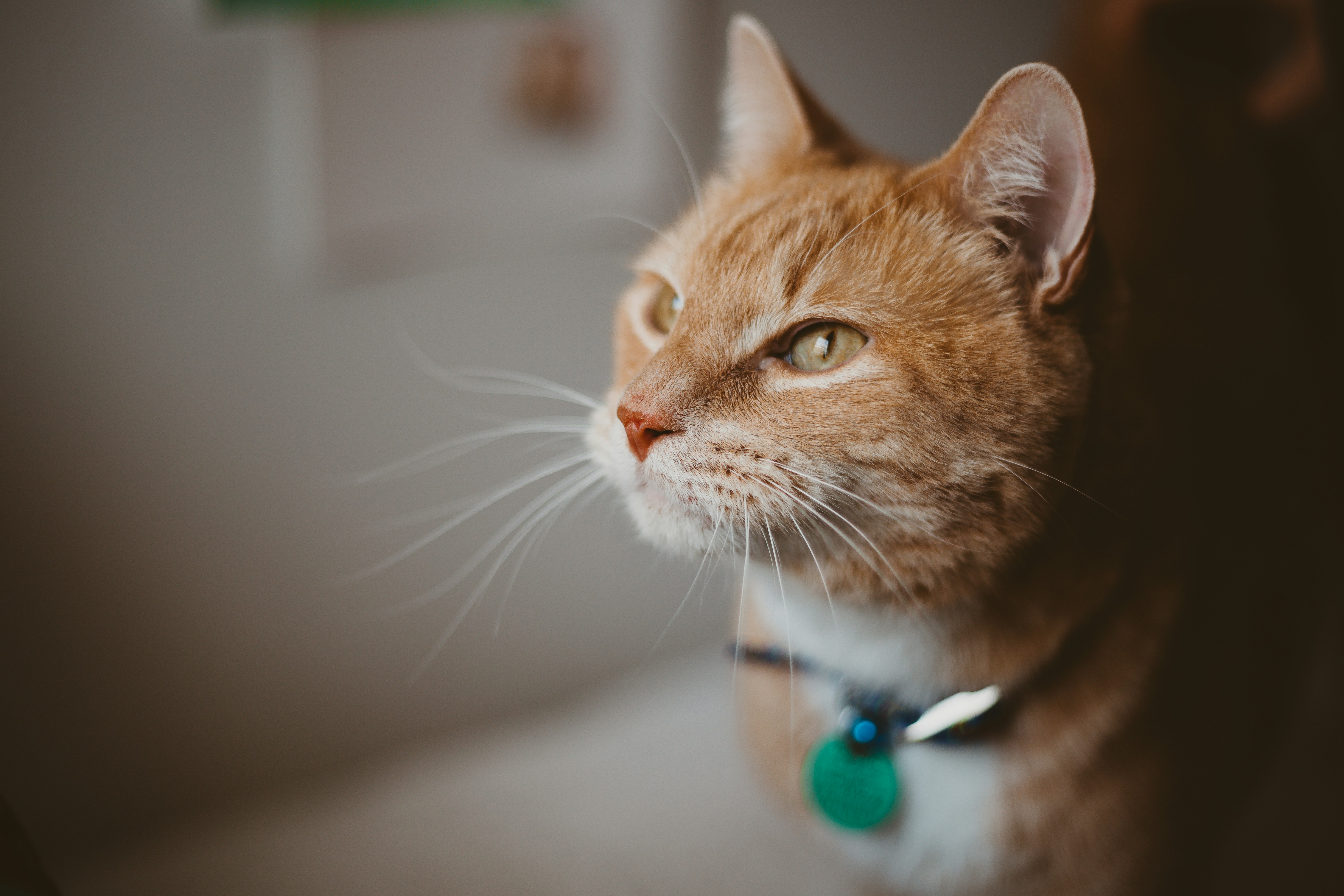 orange tabby cat with blue collar